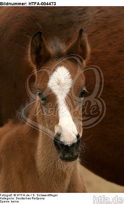 Deutsches Reitpony / pony / HTFA-004473