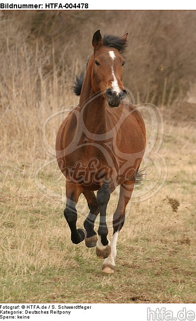 Deutsches Reitpony / pony / HTFA-004478