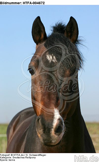 Deutscher Reitpony Hengst / pony stallion / HTFA-004672