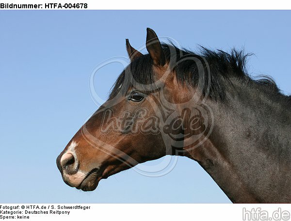 Deutscher Reitpony Hengst / pony stallion / HTFA-004678