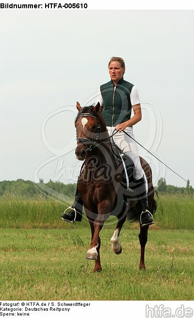 Deutscher Reitpony Hengst / pony stallion / HTFA-005610