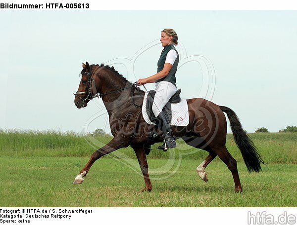 Deutscher Reitpony Hengst / pony stallion / HTFA-005613