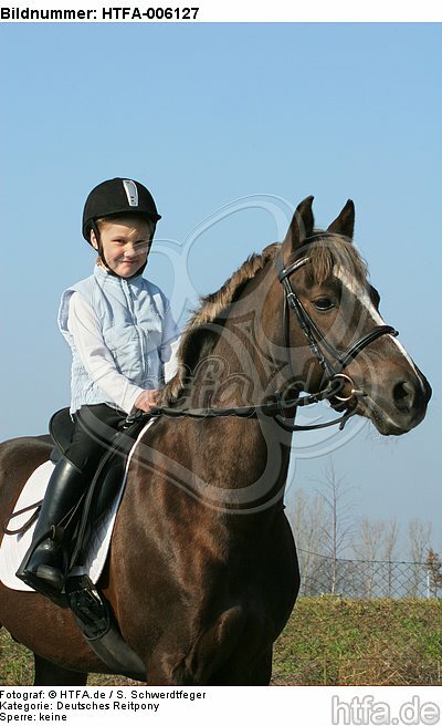 Deutscher Reitpony Hengst / pony stallion / HTFA-006127