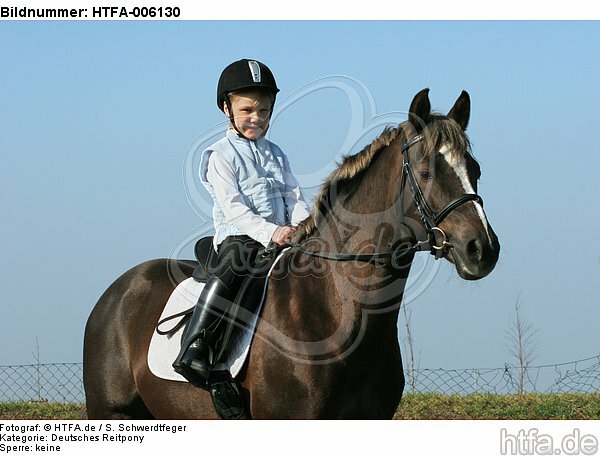 Deutscher Reitpony Hengst / pony stallion / HTFA-006130