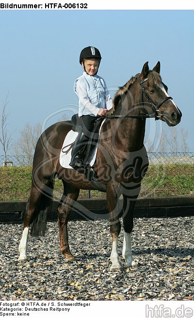 Deutscher Reitpony Hengst / pony stallion / HTFA-006132