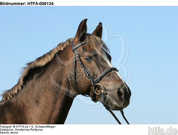 Deutscher Reitpony Hengst / pony stallion / HTFA-006134