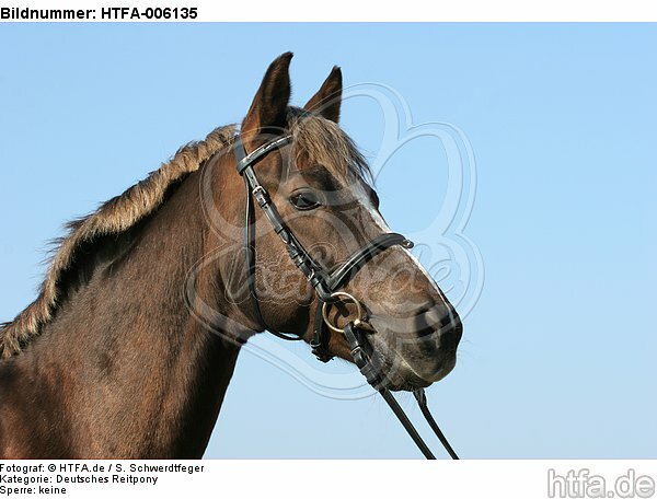 Deutscher Reitpony Hengst / pony stallion / HTFA-006135