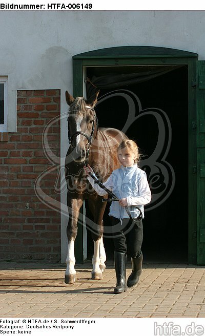 Deutscher Reitpony Hengst / pony stallion / HTFA-006149