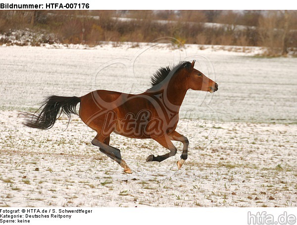 Deutsches Reitpony / pony / HTFA-007176