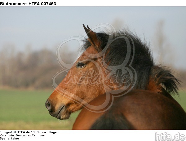 Deutsches Reitpony / pony / HTFA-007463