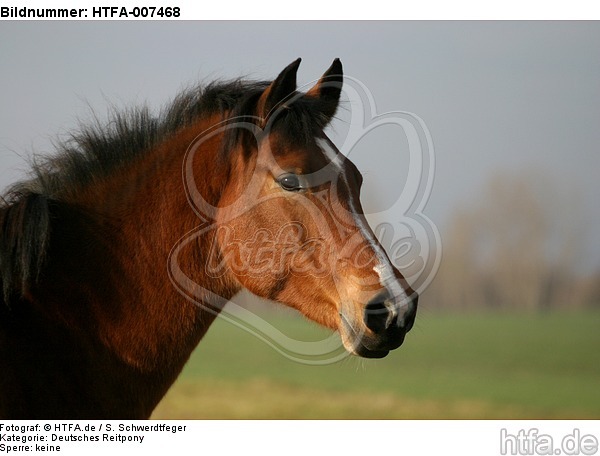Deutsches Reitpony / pony / HTFA-007468