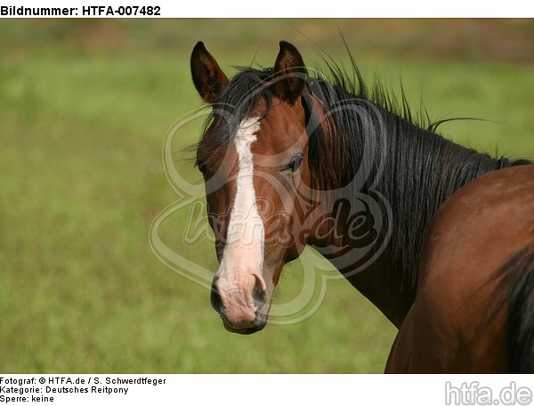 Deutscher Reitpony Hengst / pony stallion / HTFA-007482
