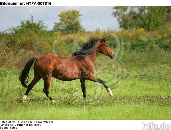 Deutscher Reitpony Hengst / pony stallion / HTFA-007616