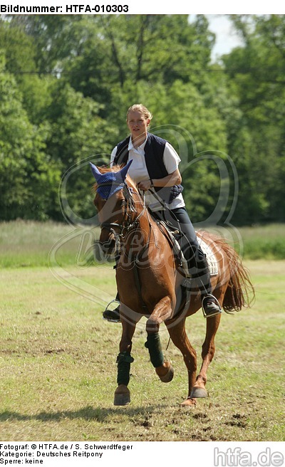 Frau reitet Deutsches Reitpony / woman rides pony / HTFA-010303