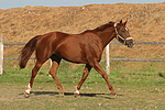 Sachsen Anhaltiner Warmblut / horse