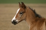 Deutsches Reitpony / pony