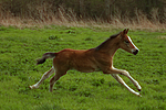 Deutsches Reitpony / pony