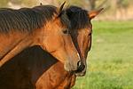 Deutsches Reitponies / ponies