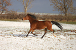 Deutsches Reitpony / pony