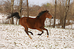 Deutsches Reitpony / pony