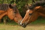 Deutsche Reitponies / ponies