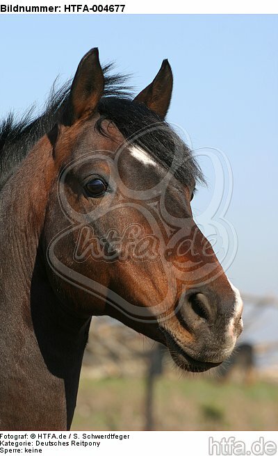 Deutscher Reitpony Hengst / pony stallion / HTFA-004677