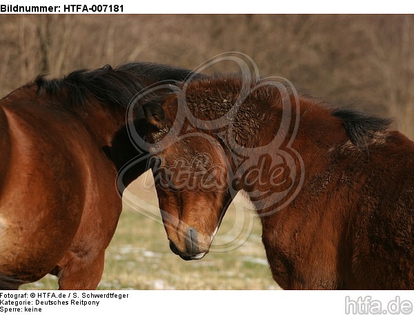 Deutsche Reitponies / ponies / HTFA-007181