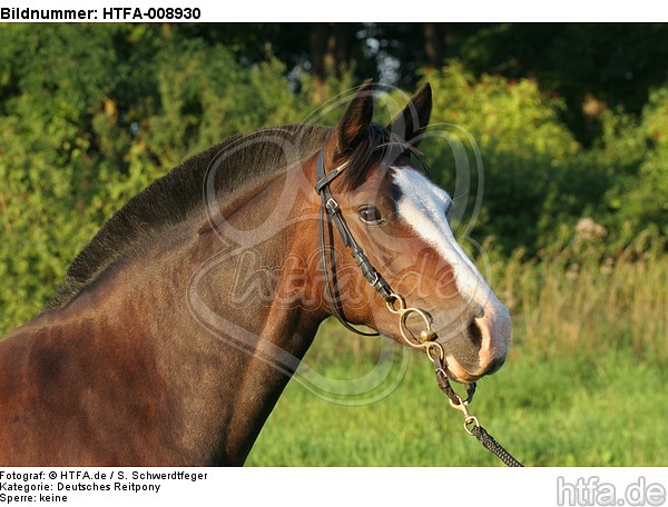 Deutsches Reitpony Portrait / pony portrait / HTFA-008930