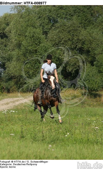 Frau reitet Deutsches Reitpony / woman rides pony / HTFA-008977