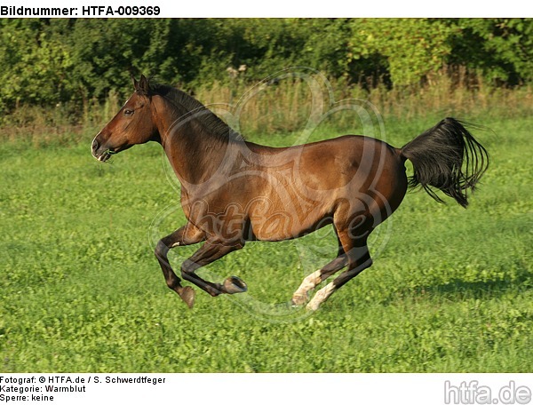galoppierendes Warmblut / galloping warmblood / HTFA-009369