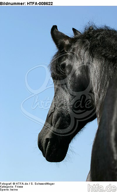 Friese Portrait / friesian horse portrait / HTFA-008622