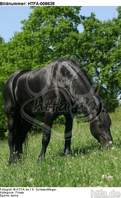 grasender Friese / grazing friesian horse / HTFA-008635