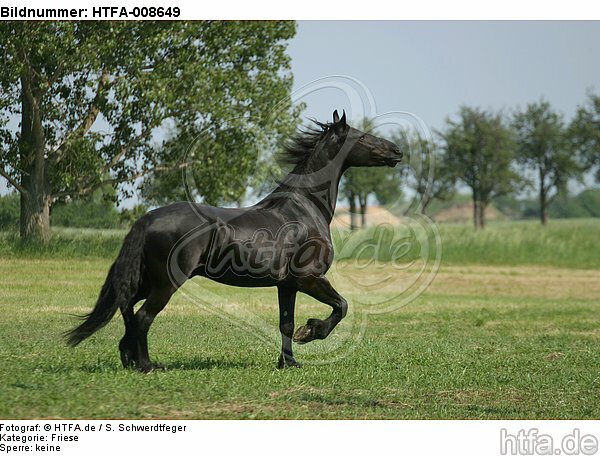 trabender Friese / trotting friesian horse / HTFA-008649