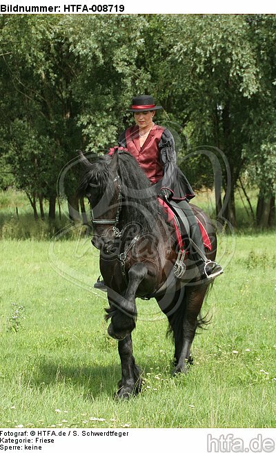 Frau reitet Friese / woman rides friesian horse / HTFA-008719
