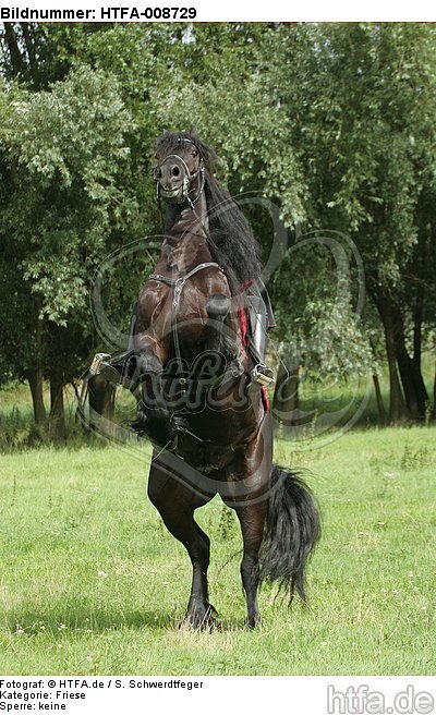 Frau reitet Friese / woman rides friesian horse / HTFA-008729