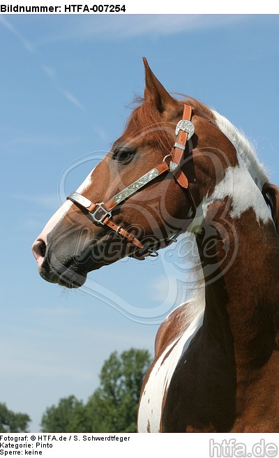 Pinto Hengst / pinto stallion / HTFA-007254