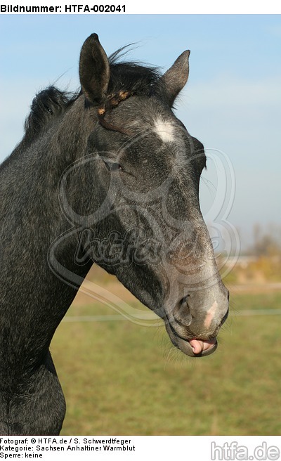 Sachsen Anhaltiner Warmblut / horse / HTFA-002041