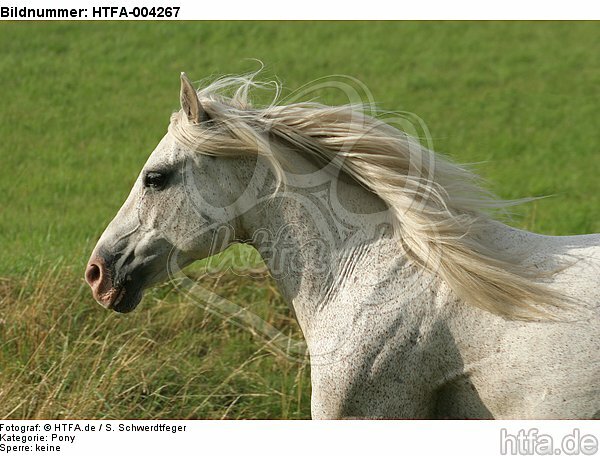 Pony / HTFA-004267