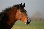 Deutsches Reitpony / pony