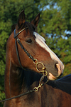 Deutsches Reitpony Portrait / pony portrait