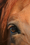 Sachsen Anhaltiner Warmblut Auge / horse eye