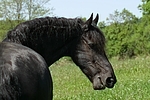 Friese Portrait / friesian horse portrait