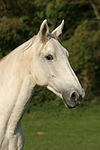 Sachsen Anhaltiner Warmblut / horse