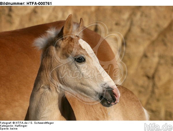 Haflinger Fohlen / haflinger horse foal / HTFA-000761
