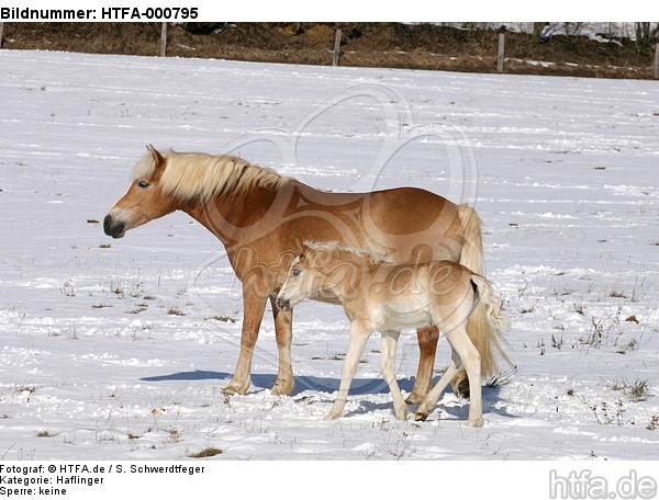 Haflinger / haflinger horses / HTFA-000795