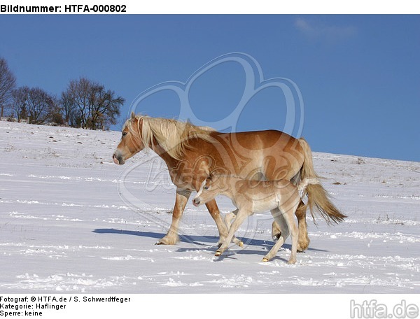 Haflinger / haflinger horses / HTFA-000802