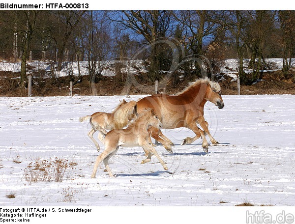 galoppierende Haflinger / galloping haflinger horses / HTFA-000813