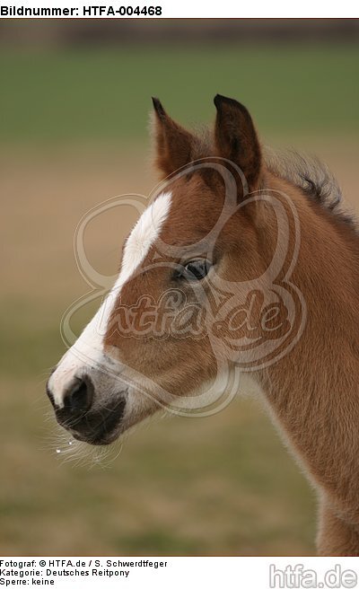 Deutsches Reitpony / pony / HTFA-004468