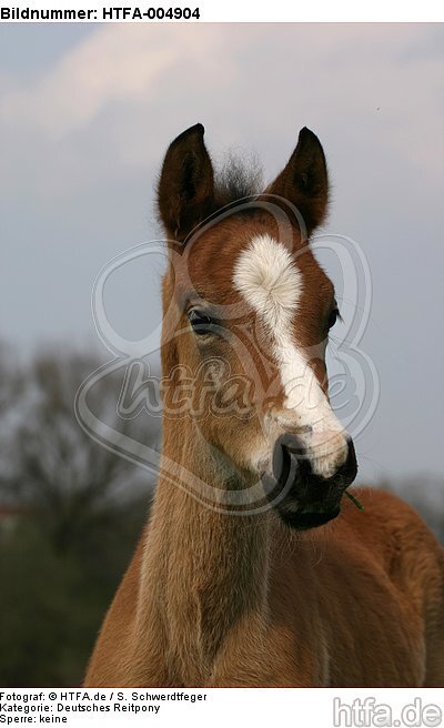 Deutsches Reitpony / pony / HTFA-004904