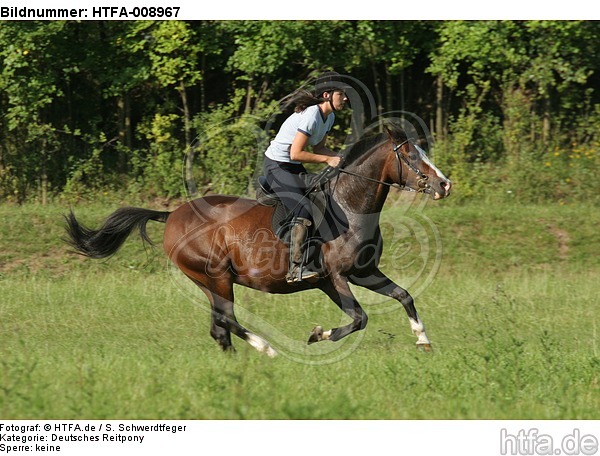Frau reitet Deutsches Reitpony / woman rides pony / HTFA-008967